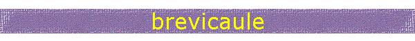 brevicaule